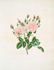 Blush monthly rose photo