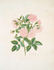 Cluster Maiden's Blush rose photo