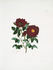 Pluto Rose rose photo