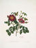 Single Velvet Rose rose photo