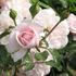 Dortmunder Kaiserhain ® rose photo