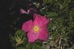 Bertha rose photo