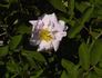 Helen Bland rose photo