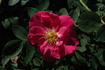 Pink Masquerade rose photo