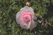 Prairie Sweetheart rose photo