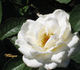 Whisper rose photo