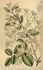 <i>C. uncinata</i> Champ. ex. Benth. clematis photo