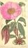 <i>P. cambessedesii</i> Willk. peony photo