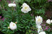 Carrara peony photo