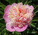 Sorbet peony photo
