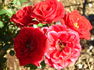 Red Minimo ™ rose photo
