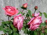 Odette Joyeux rose photo