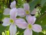 montana 'Elizabeth' clematis photo