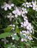 montana 'Elizabeth' clematis photo