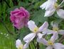 montana 'Elizabeth' clematis photo