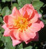 GOBXJO rose photo
