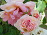 Souvenir de Madame Ladvocat rose photo