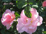Grace Note rose photo