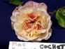 Madame Scipion Cochet rose photo