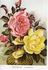 Georges Schwartz rose photo