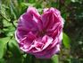 Liparfum rose photo