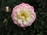 Edna Marie rose photo