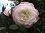 Edna Marie rose photo