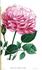 Comte de Paris rose photo
