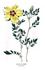 <i>Rosa hardii</i> rose photo