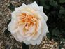 Crown of Gold rose photo