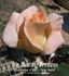 The Blushing Princess rose photo