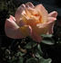 The Blushing Princess rose photo