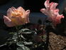 The Blushing Princess rose photo