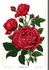 Richard Laxton rose photo