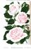 Mademoiselle Claudine Perreau rose photo