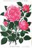 Baronne G. de Noirmont rose photo