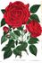 Prince A. de Wagram rose photo