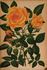 Madame Pierre Cochet rose photo