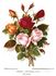 Duchess of Edinburgh rose photo