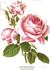 Lady Mary Fitzwilliam rose photo