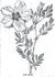 <i>Rosa hardii</i> rose photo