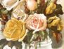 Comtesse de Frigneuse rose photo