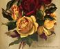 Madame Pierre Cochet rose photo