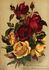 Madame Pierre Cochet rose photo