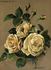 Mosella rose photo