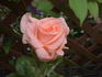 Pretty Woman ® rose photo