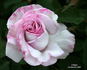 Cologne rose photo