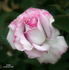 Cologne rose photo