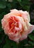 Antigua rose photo