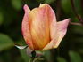 Honeycup rose photo